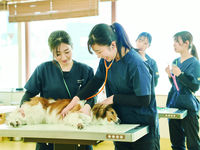 動物看護学科学部・学科・コース情報