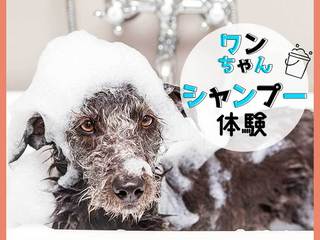 おうちでできる！わんちゃんシャンプー体験の画像