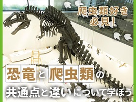 TCA東京ECO動物海洋専門学校恐竜と爬虫類の共通点と違いについて学ぼう