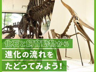 化石と飼育動物から進化の流れをたどってみようの画像