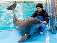 水族館・ドルフィン学科学部・学科・コース情報