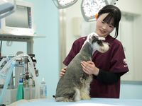 動物高度医療コース学部・学科・コース情報