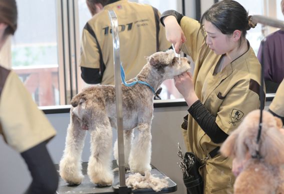 「2年制」「2年半制」トリマーコース（2年制・2年半制はお好きな方をご選択できます。） 【2年制】【2年半制】実戦で技術を培ったプロトリマーから学べるトリマーコース