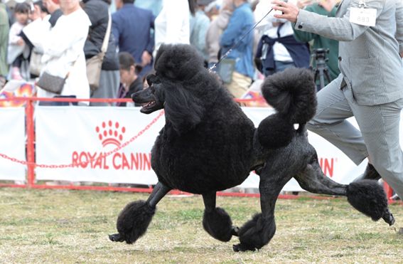 A級コース 学校で取得できる資格で最高位のトリマーライセンスを目指すコース