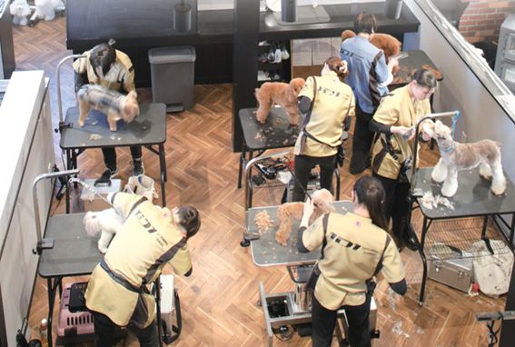 フリータイムコース SAEトリマー初級 JKC トリマーC級ライセンスを自分の生活ペースに合わせて無理なく2年間で取得できるコース