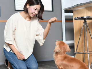 ドッグトレーナのお仕事体験　基本訓練の画像