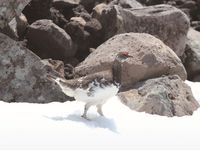 動物保全飼育専攻学部・学科・コース情報
