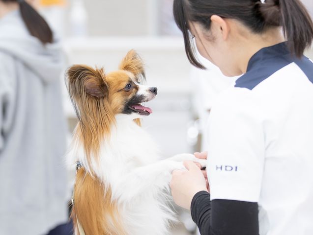 愛玩動物看護学科 医療の知識と思いやりに満ちた動物看護師を目指します。