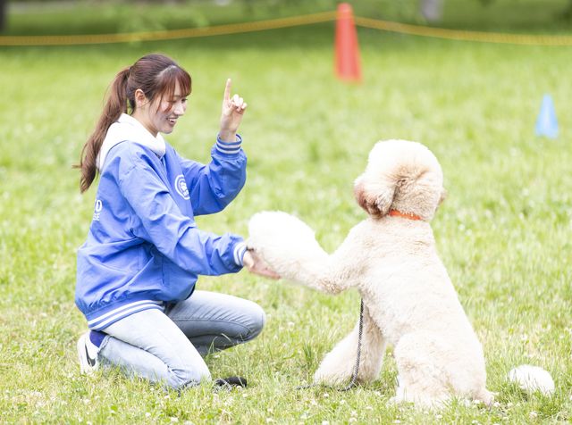 どうぶつ未来学科 総合どうぶつ専攻 ドッグトレーニングの技術から、トリミングや健康管理まで幅広く学びます。