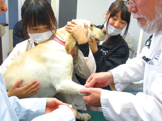 愛玩動物看護師のお仕事SP　ＳＯＳ緊急処置体験の画像