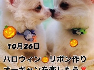 ハロウィン限定スペシャルイベントの画像
