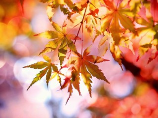 「秋の紅葉めぐり」風景写真撮影会の画像