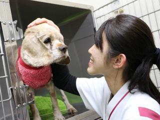 『つくば国際ペット専門学校附属動物医療センター』で臨床実習