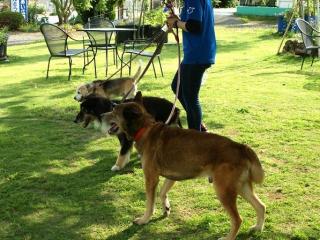 動物の介護施設「老犬老猫ホームひまわり」で本物の『介護』を学ぶ！
