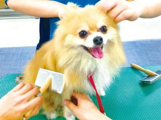 担当犬体験(被毛ケア編)の画像