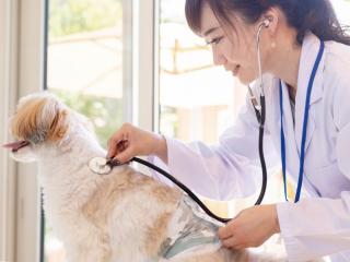 愛玩動物看護師のお仕事SP　健康チェックをしてみようの画像