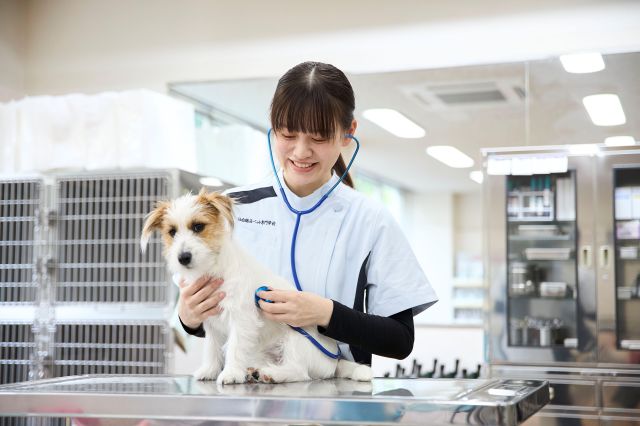 愛玩動物看護科 基礎から応用まで動物看護師のすべてを徹底学習します。