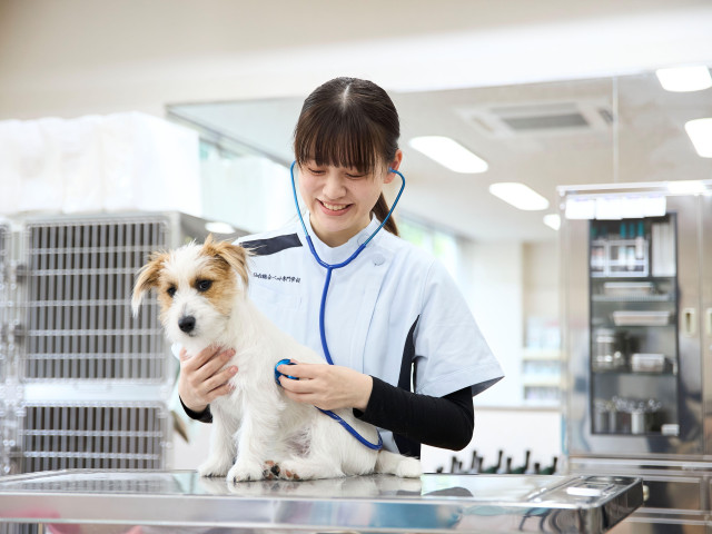 愛玩動物看護科 基礎から応用まで動物看護師のすべてを徹底学習します。