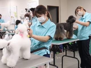  ナンバペット美容学院からのニュース画像[12544]