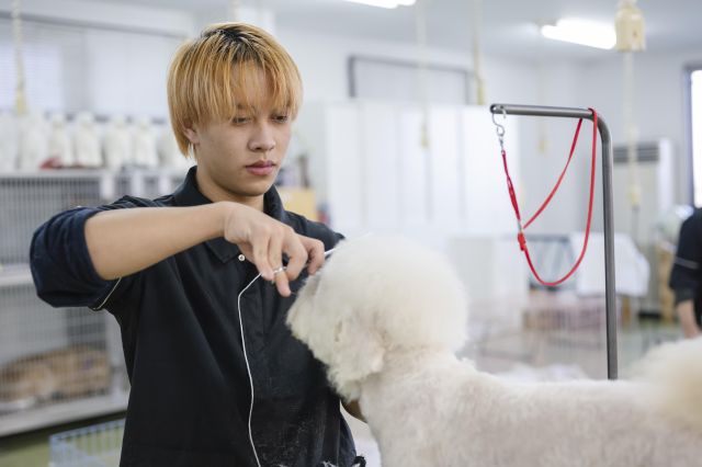 動物美容学科 「現場で通用する、確かなトリミング教育」
