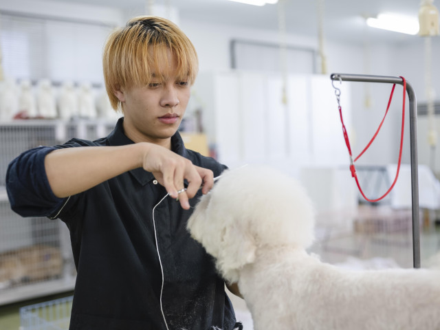 動物美容学科 「現場で通用する、確かなトリミング教育」