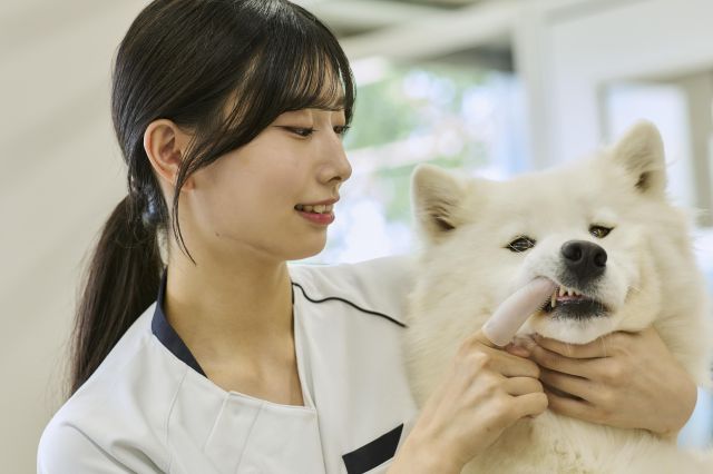動物医療飼育学科 愛玩動物看護師コース 150種300頭羽の動物たちの健康管理をする