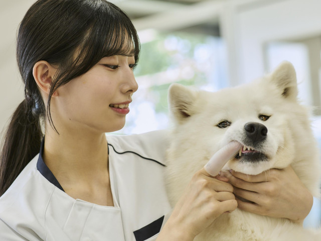 動物医療飼育学科 愛玩動物看護師コース 150種300頭羽の動物たちの健康管理をする