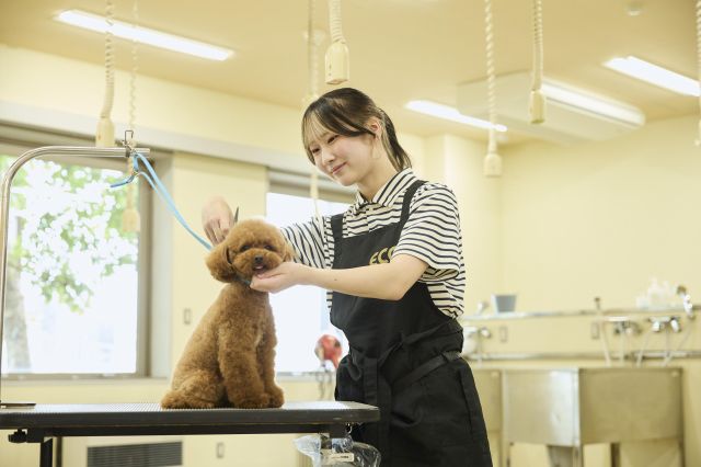 総合ペット学科 トリマー 犬たちと向き合い、スペシャリストとしてのトリマーへ