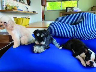 【長期休暇中は学生の家に～ホームステイ！犬たちの卒業式も！～】