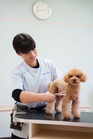 トリマー科 犬・猫のトリミングやグルーミングのプロフェッショナルを目指そう