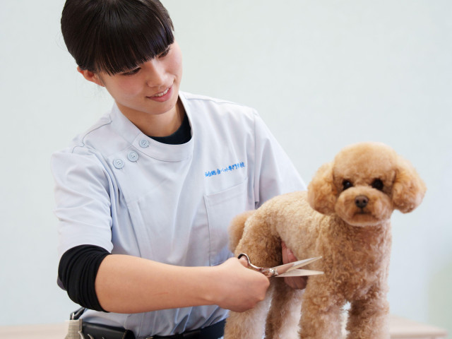 トリマー科 犬・猫のトリミングやグルーミングのプロフェッショナルを目指そう