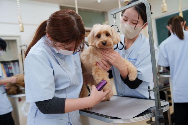 トリマー科 トリマー専攻 ペットにも飼い主様にも信頼されるトリマーになろう！