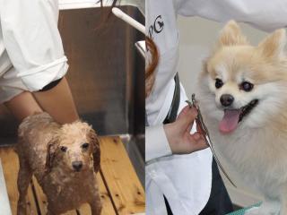 ペットトリマーのお仕事体験(シャンプー&カットSP)の画像