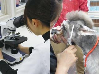 2つのお仕事体験(愛玩動物看護師&トリマーSP)の画像