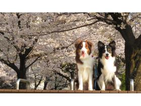 3月のオープンキャンパス　【ペット学科・動物看護学科】