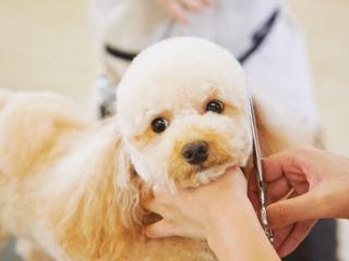 【初めてご参加の方におすすめ】トリマーのお仕事体験♪の画像