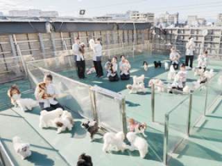 毎日のように犬とふれあえる♬