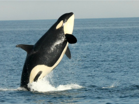 TCA東京ECO動物海洋専門学校の元鴨川シーワールドトレーナーから学ぶ～飼育下のシャチについて～