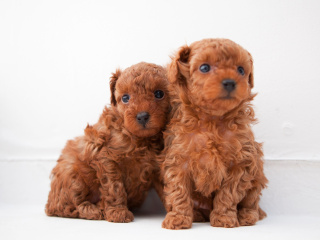 ４月１８日（土）パピーのグルーミング・聴診体験の画像