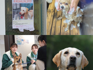 ナーシング＆トリミング科体験　アニマルセラピー＆保護犬活動ＳＰの画像