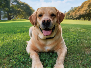 ドッグトレーナのお仕事体験　大型犬訓練ＳＰの画像