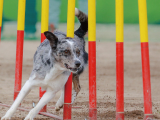 ドッグトレーナーのお仕事体験　応用訓練ＳＰの画像