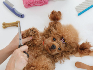 トリマーのお仕事体験　トイプードルのシャンプーセット体験ＳＰの画像