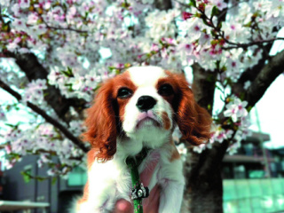 [高1・2年対象]　春キャン(新高校3年生のスタートダッシュ！)の画像