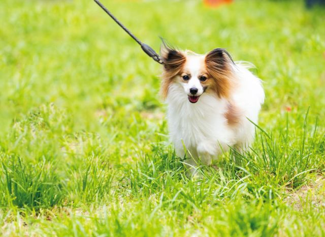 北海道どうぶつ・医療専門学校