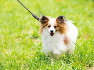 北海道どうぶつ・医療専門学校