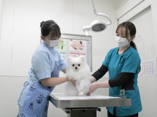 東京都内で唯一、校舎内に動物病院とグルーミングサロンを併設