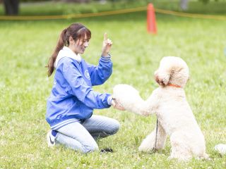 ★ドッグトレーニング体験★わんこのしつけに挑戦の画像