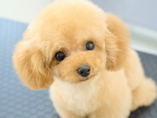 5月23日（土）大人気テディベアカット体験の画像