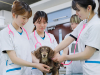 【初めてご参加の方におすすめ】動物看護のお仕事体験♪（２０２６年６月以降）の画像